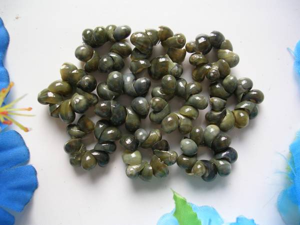 ★ハワイ♪クラフトパーツ★可愛い天然色ハワイモンゴシェル★アンティークグリーン(L)10個拍卖