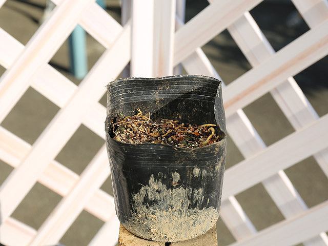 ギボウシ タマノカンザシ八重咲 15cmポット 4個 苗拍卖