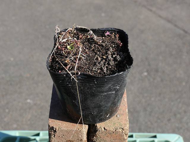 ギボウシ イエロースプラッシュリム 10.5cmポット 苗拍卖