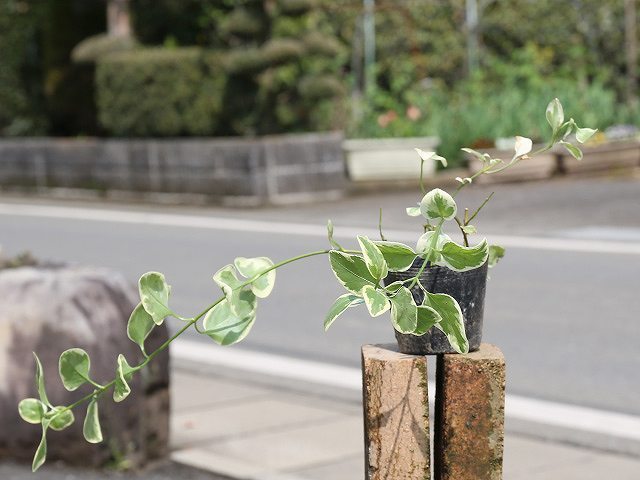 ビンカマジョール バリエガタ 9.0cmポット 30個 苗拍卖