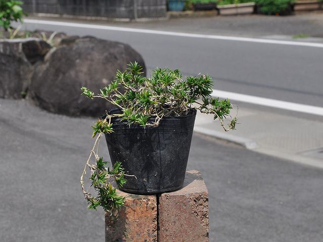 シバザクラ オータムローズ 9.0cmポット 30個 苗拍卖