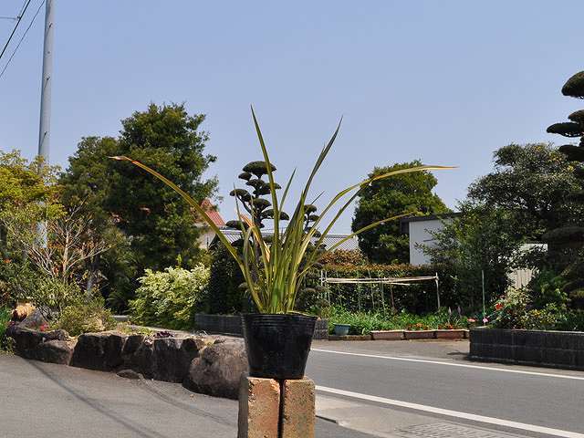 ニューサイラン アプリコットクイーン 12cmポット 苗拍卖