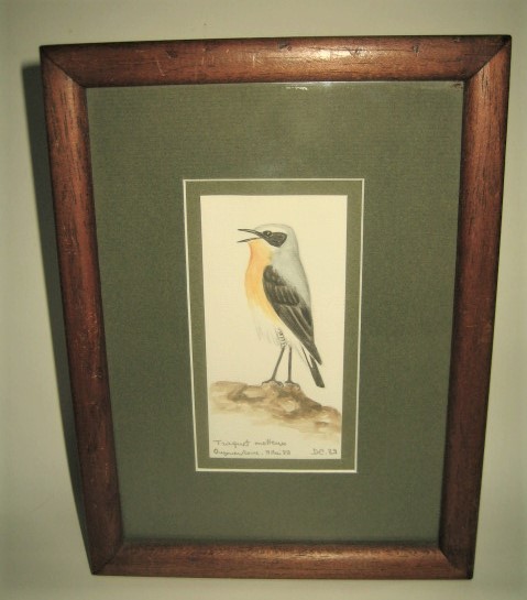 レア★額装 水彩画 原画 デニス・シャヴィニー ヨーロッパ 野鳥 ハシグロヒタキ 博物画 Denis Chavigny Watercolor サイン入 画家/鳥類学者拍卖