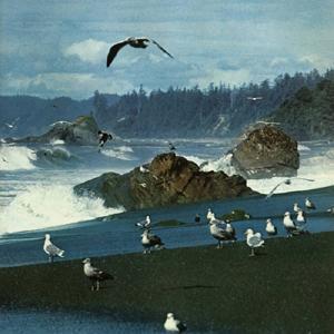 奇跡の新品 滅多に出品されない7インチレコード CERO小西康陽推薦 ★ GUIRO あれかしの歌 / 目覚めた鳥 検索 CITY POP カクバリズムAORギロ拍卖