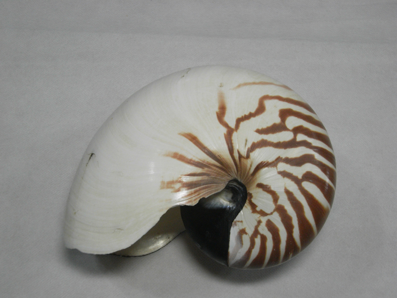 オウムガイ Nautilus pompilius 170.5mm 台湾拍卖