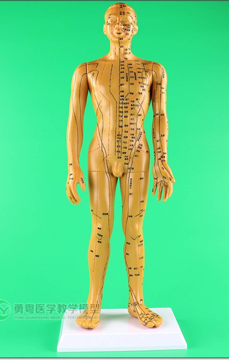 ★WHO 表記最新モデル/ 「鍼・灸・経穴人形」 男性用 50cm ゴールド色拍卖