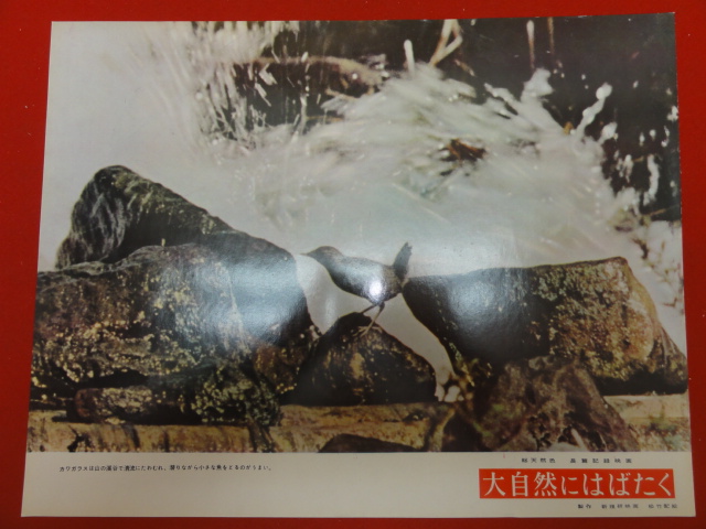 91393『大自然にはばたく』ロビーカード 古賀聖人 古川良範 ...拍卖