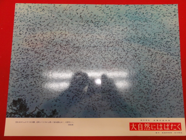 91396『大自然にはばたく』ロビーカード 古賀聖人 古川良範 ...拍卖