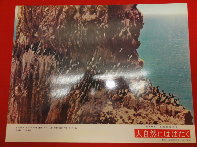 91401『大自然にはばたく』ロビーカード 古賀聖人 古川良範 ...拍卖