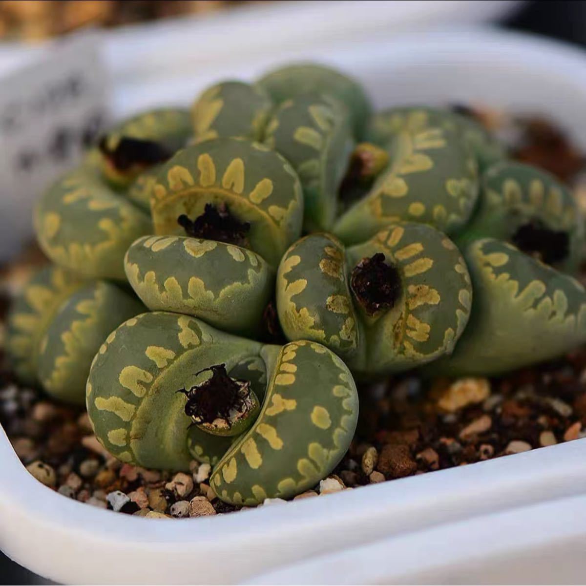 リトープス 種子 大津 C128 C350 C128A 混合 多肉植物 拍卖