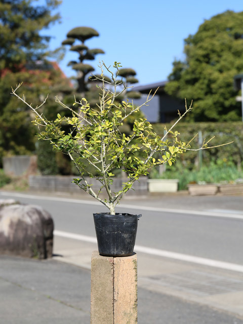 イヌツゲ ゴールデンジェム 0.2m 9.0cmポット 10個 苗拍卖