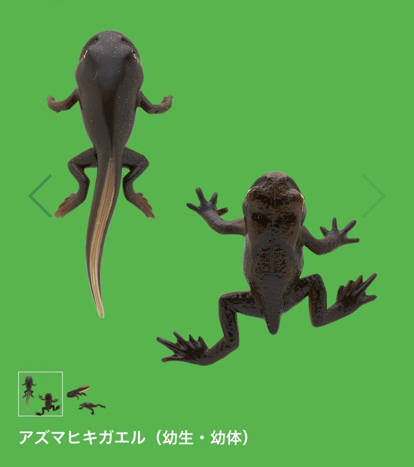 ★ミニチュアフィギュア★ヒキガエルとアマガエル ネイチャーテクニカラーガチャガチャ アズマヒキガエル 幼体拍卖