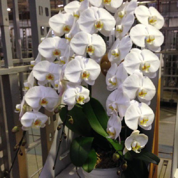 胡蝶蘭(高級品):白3本立ち(30輪~38輪)1鉢:送料無料(地区限定)拍卖