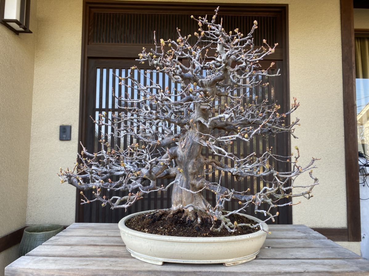 【引き取り限定】 花梨 かりん カリン 盆栽 雑木拍卖