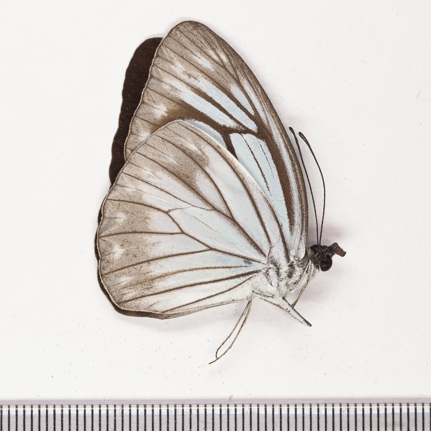 【未展翅・昆虫標本】No.16 フィリピンアサギシロチョウ標本【落札合計3000円以上で送料無料!!】From Finch拍卖