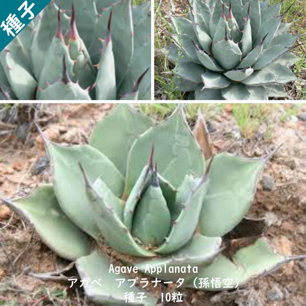 多肉植物 種子 種 アガベ アプラナータ Agave Applanata ツルボラン科 リュウゼツラン属 孫悟空 種子10粒拍卖