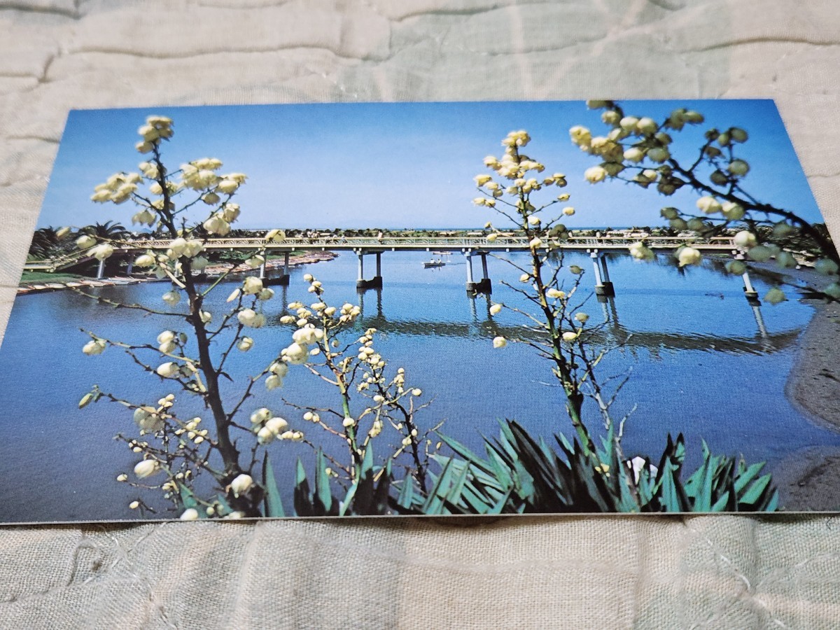 0198 絵葉書 宮崎 日南海岸 こどもの国拍卖