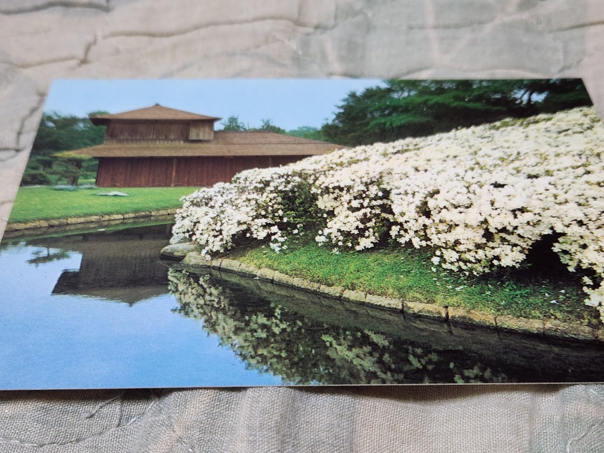 0227 絵葉書 岡山後楽園 白つつじ曲水に映ゆ拍卖