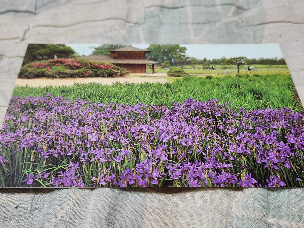 0230 絵葉書 岡山後楽園 あやめ咲くころ拍卖