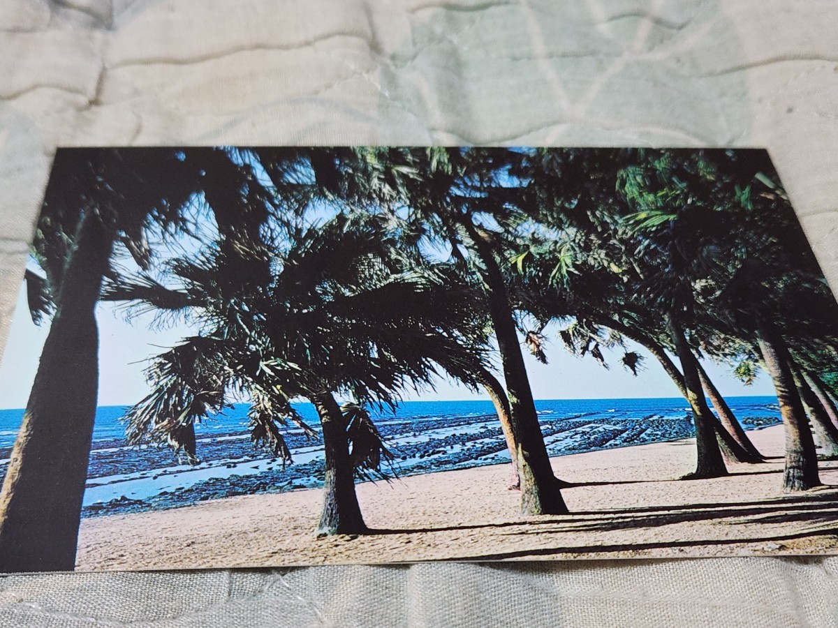 0357 絵葉書 日南海岸・青島 ビロー樹茂る青島拍卖