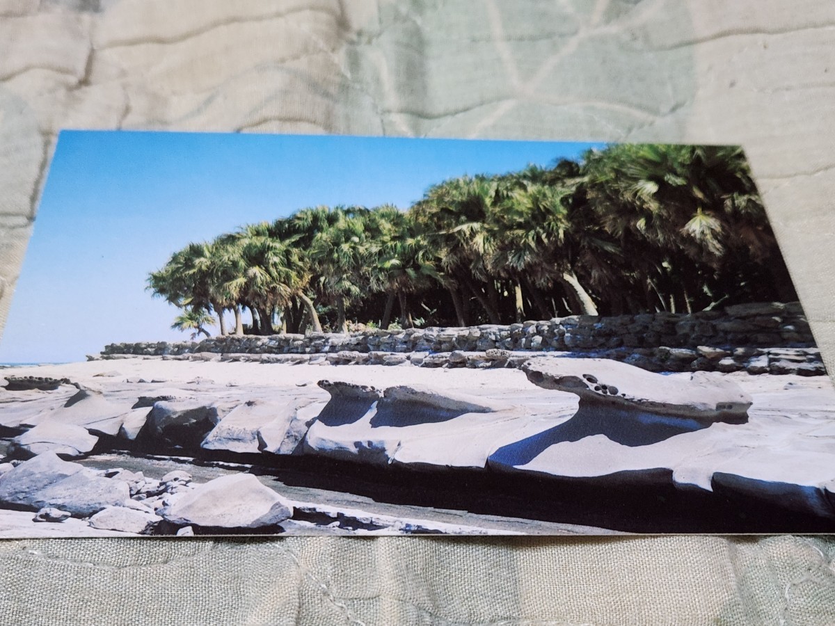 0365 絵葉書 日南海岸・青島 ビロー樹茂る青島拍卖