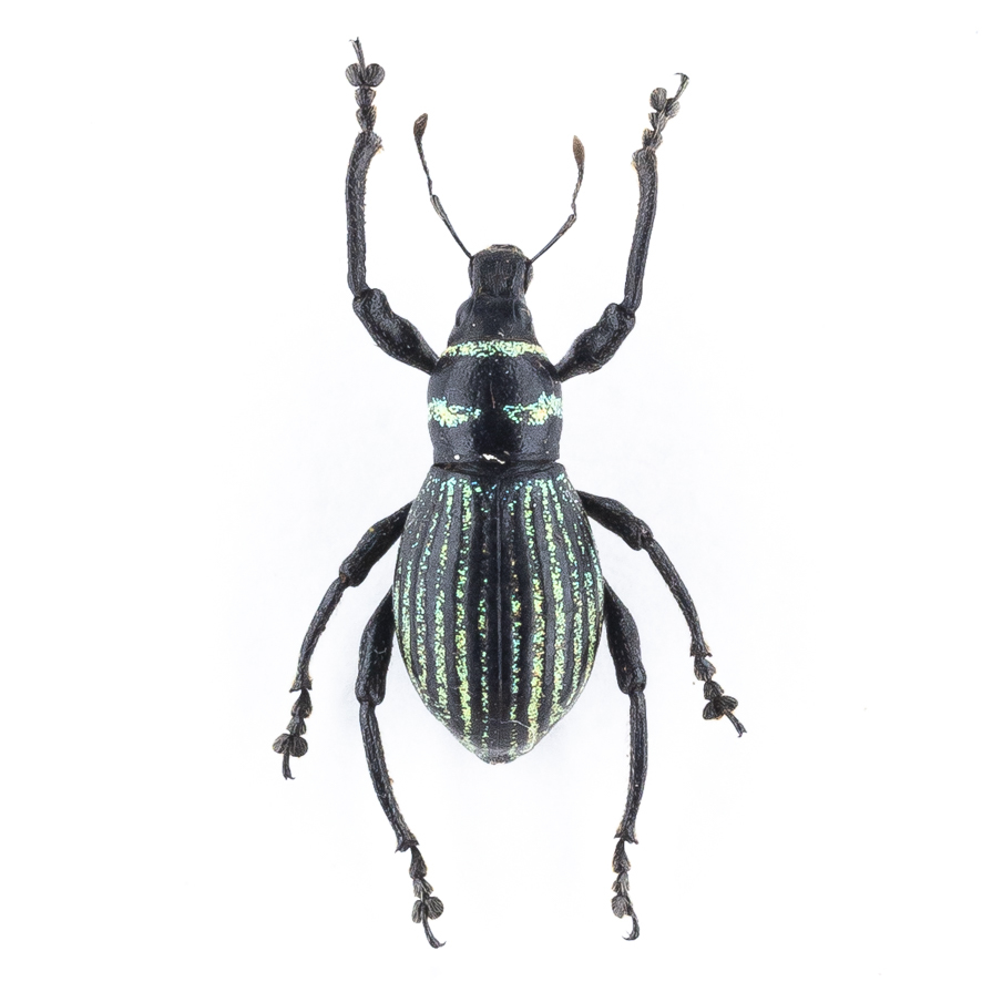 Metapocyrtus sp.”valencia bukidnon” 19 カタゾウムシ系標本 ミンダナオ島拍卖