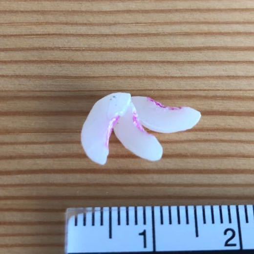 リーメント(単品)*桃*ぷちサンプル バラ売り ミニチュア ドールハウス 産地直送もぎたてパック カットフルーツ 果物拍卖