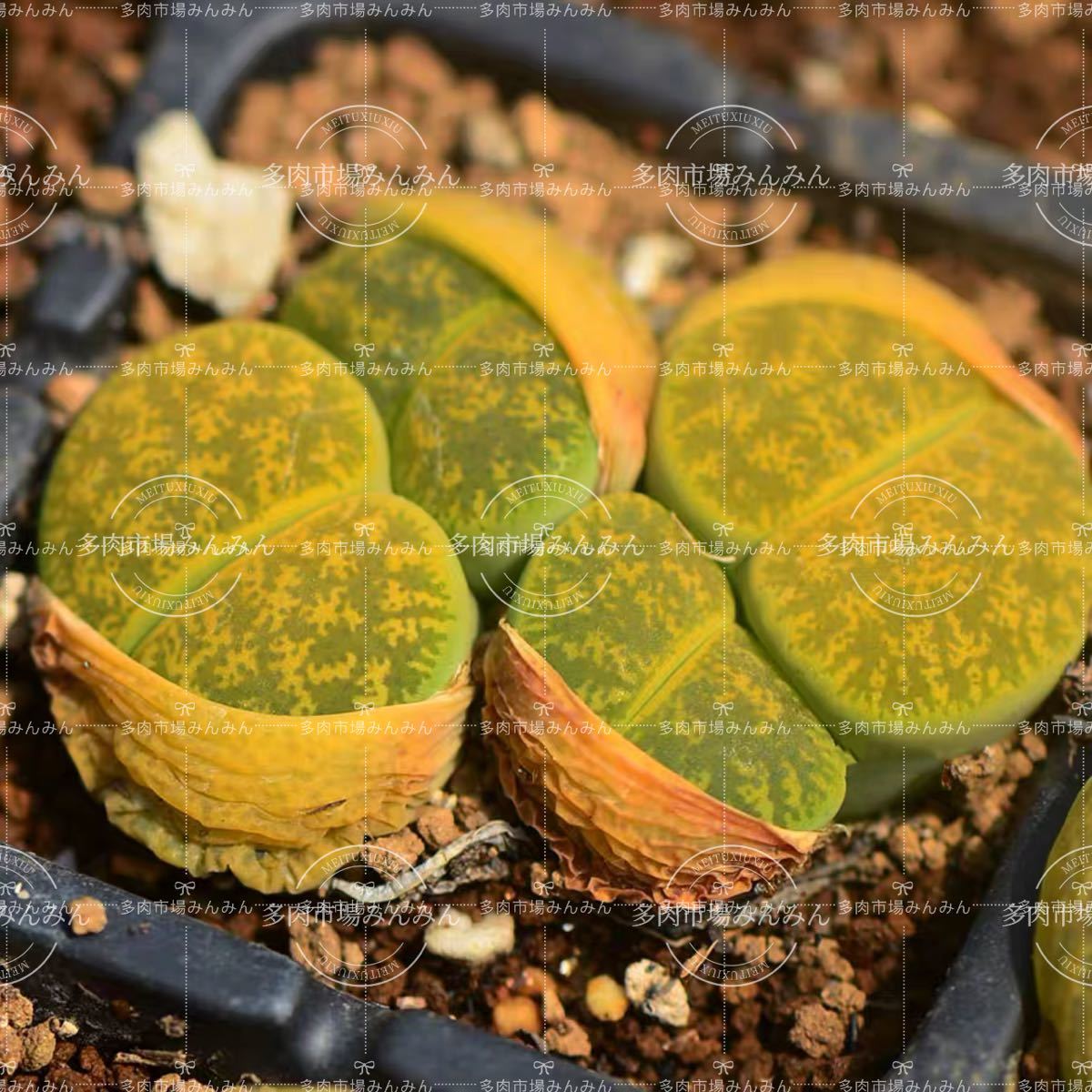 多肉植物リトープス・ベンターグリーン 緑弁天玉 種子20粒 多肉植物拍卖