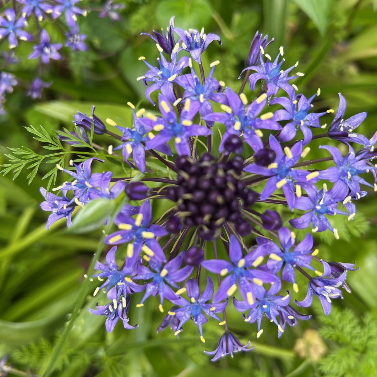 シラー べルピアナ 球根 育てやすい拍卖