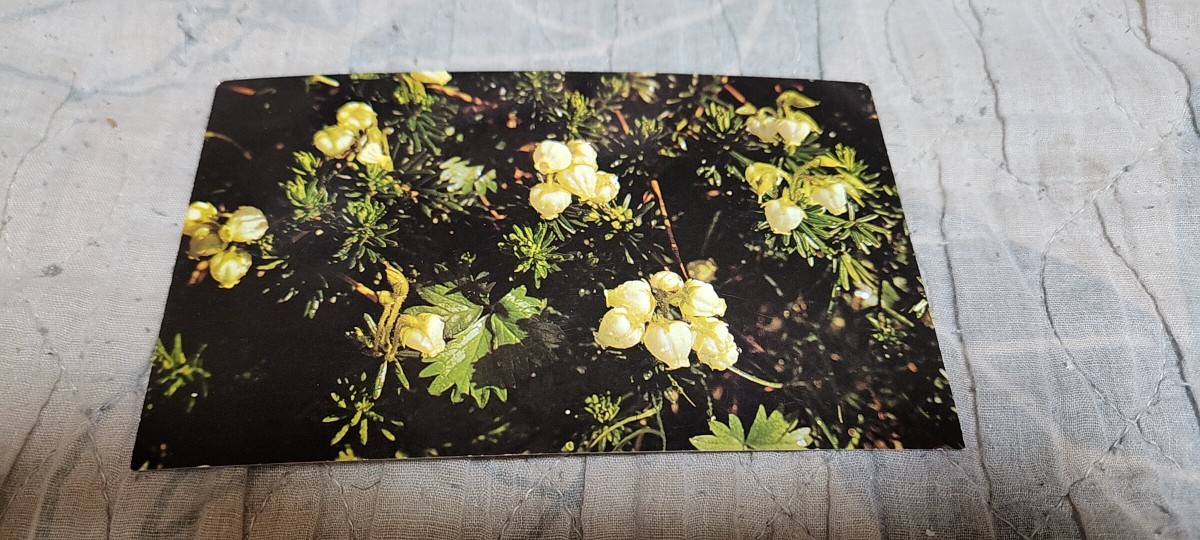 0548 絵葉書 高山植物 アオノツカザクラ拍卖