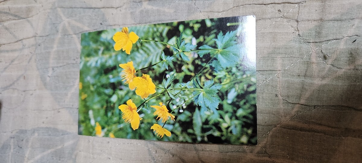 0552 絵葉書 高山植物 シナノキンバイ拍卖