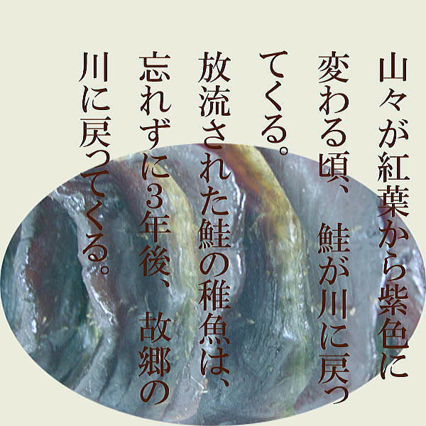 【送料無料】絶品!鮭とば さくらチップで丁寧に仕上げたスモーク逸品です。お酒の共に最高の一品!遡上限定の1本サイズ2袋セット拍卖