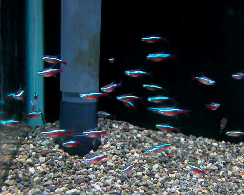 *iwoya*カージナルテトラ 15匹セット拍卖