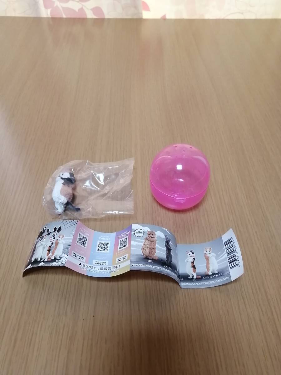 ズン!! ミケ拍卖