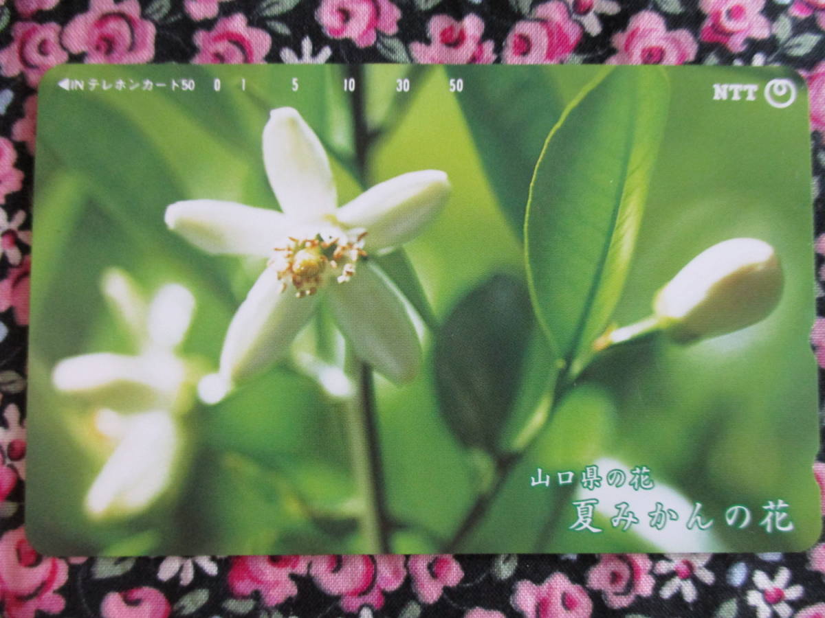 ◎山口県の花 夏みかんの花 花 山口県 夏みかん テレカ拍卖