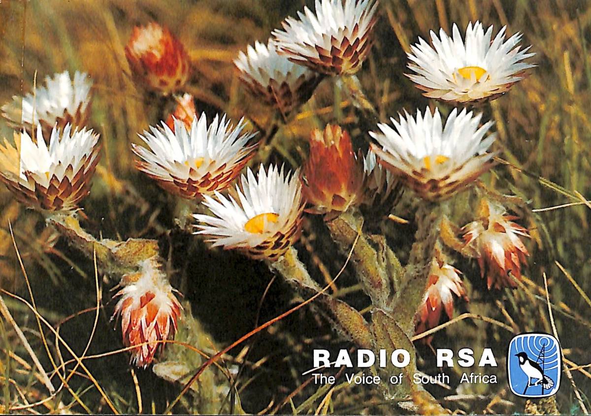 BCL★希少ベリカード★RSA・南アフリカの声+おまけ★SONY★ソニー★TFM-1000Fカラーサービスガイド付拍卖