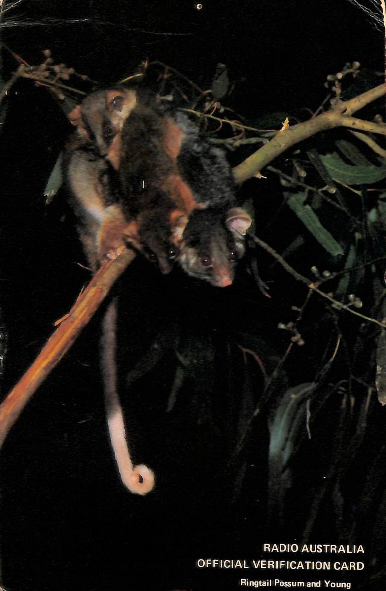 BCL★希少ベリカード★ラジオ・オーストラリア+おまけ★東芝★ICラジオ★RP-747F★サービスガイド付拍卖