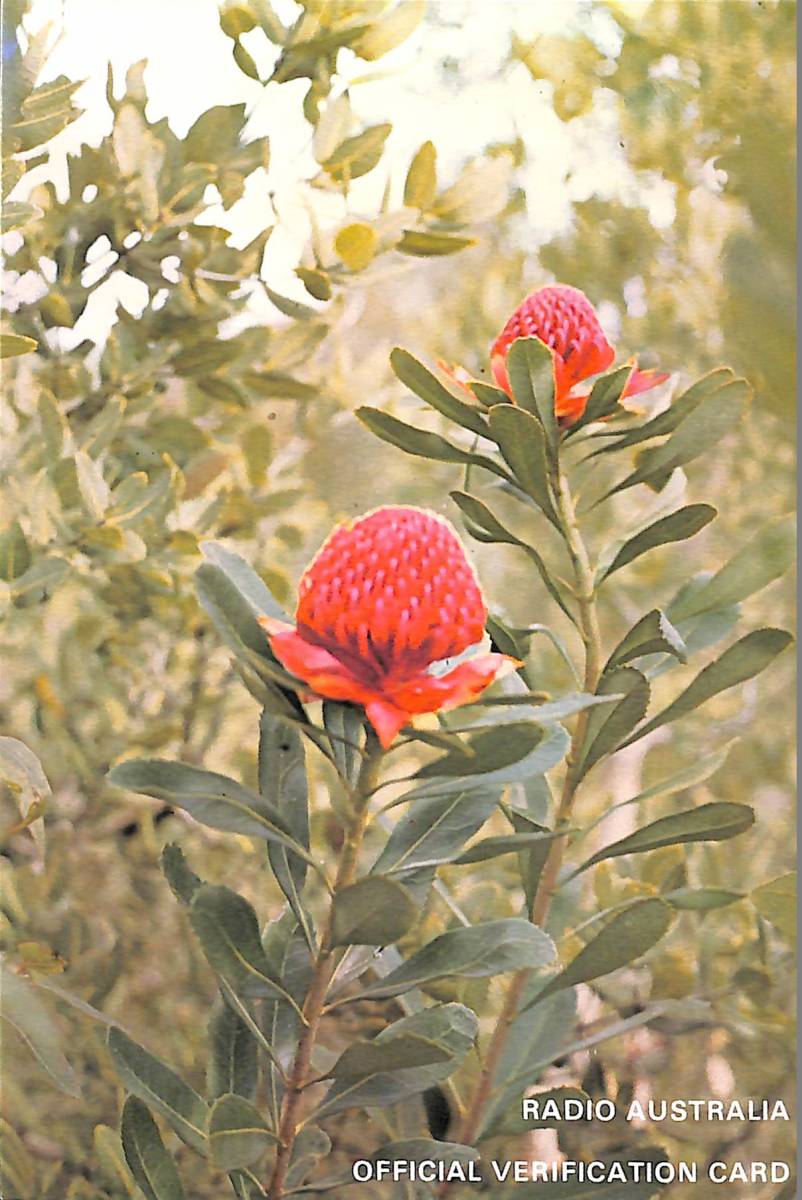 BCL★希少ベリカード★ラジオ・オーストラリア+おまけ★JVC★日本ビクター★6バンド・レシーバー★FR-6600パーツマニュアル付拍卖