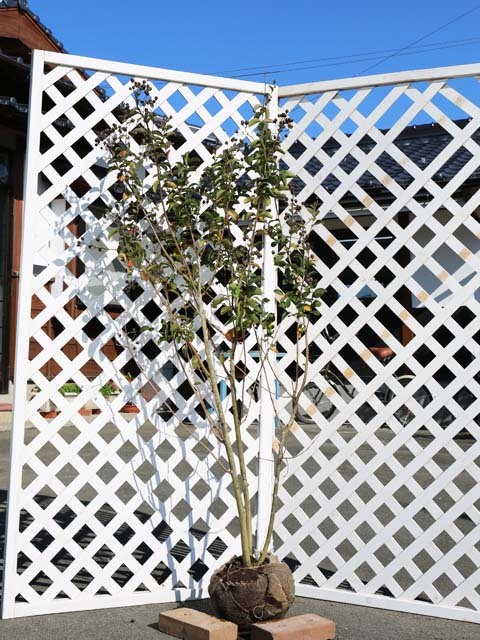 サルスベリ 株立ち (花色指定不可) 1.5m 露地 苗木拍卖