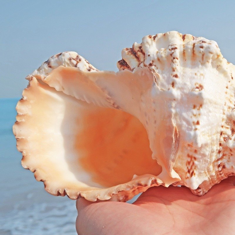 ZPT373☆新品巻貝 貝殻 法螺貝 貝 海 飾 約21-22cm ビッグ り オーナメント おしゃれ クリエイティブ インテリア オブジェ 小物 巻貝拍卖