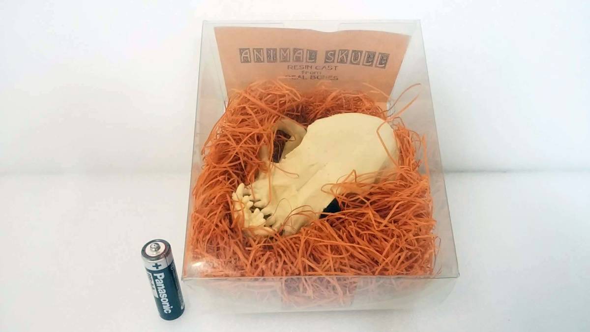 ANIMAL SKULL PAG-DOG /アニマル・スカル パグ・頭蓋骨・骨・標本 1/1サイズ レプリカ・レジンキャスト製 未使用品・自宅保管品拍卖