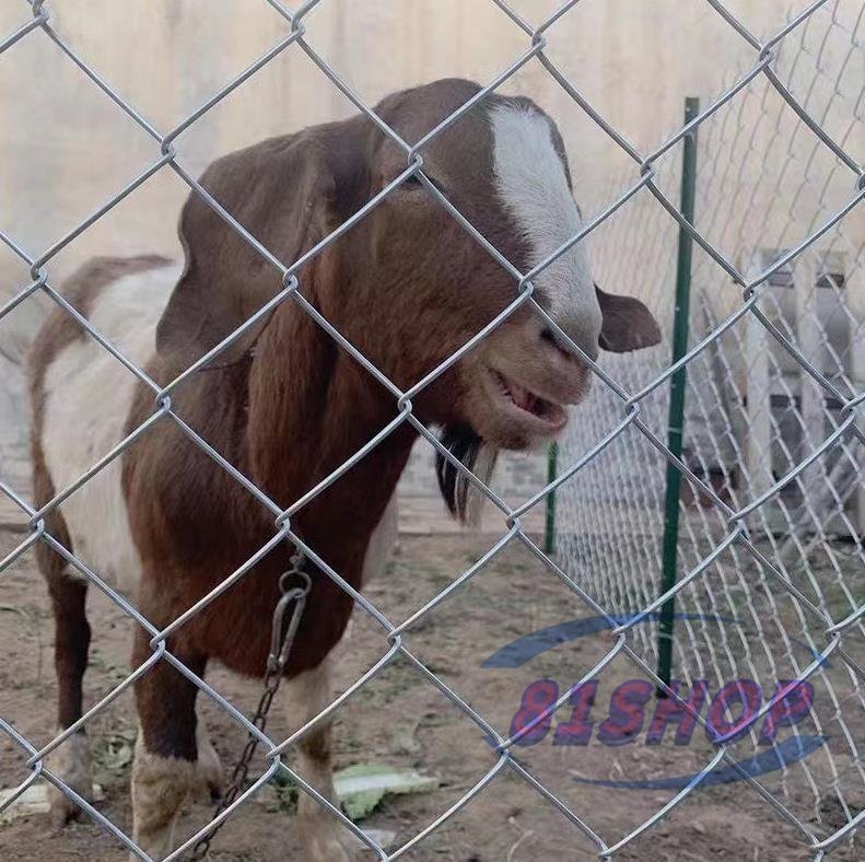 「81SHOP」牛羊の繁殖ネット 犬 ドッグラン 動物園フエンス ワイヤー リンクフェンス 鉄線フェンス ガードレール 養魚池隔離保護 1.2Mx10M拍卖