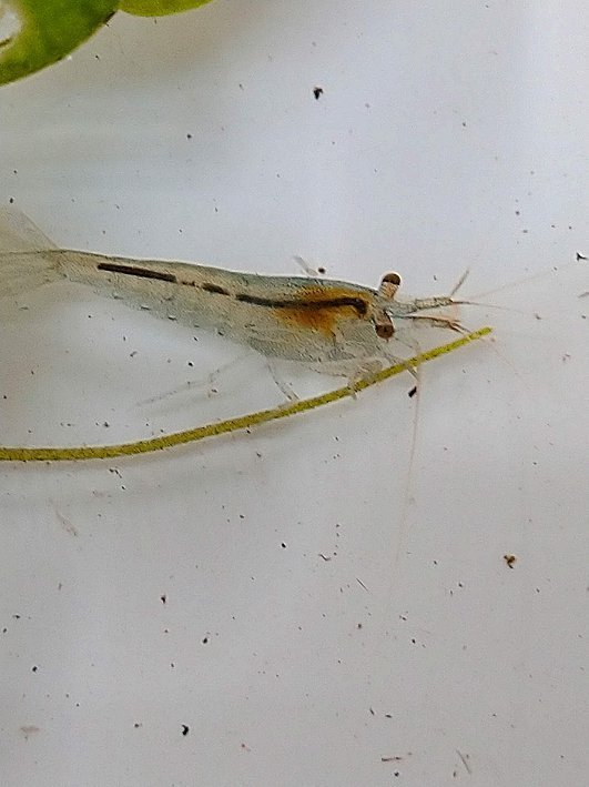 ☆置くだけ簡単レイアウト! 水草3種 2個セット+ミナミヌマエビ 5匹 メダカ水槽に♪② 拍卖