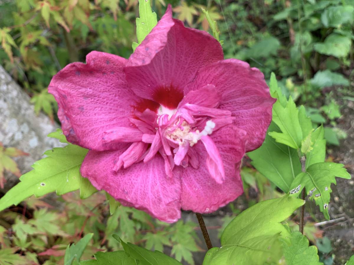 木槿 むくげ 挿し穂 7本 ■送料無料 (庭木 鉢植え 植木 )挿し木用 /夏の花 夏紅 庭園 ムクゲ antique 拍卖