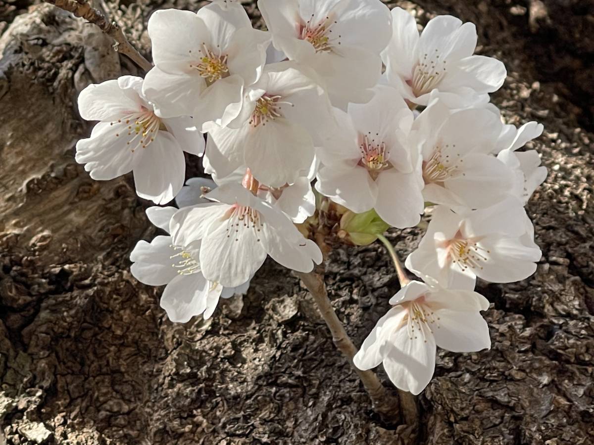 桜 ソメイヨシノ 挿し穂 20本 ■送料無料 ゆうパケット /sakura さくら 庭木 植木 染井吉野 挿し木 特急発送 antique 庭木拍卖