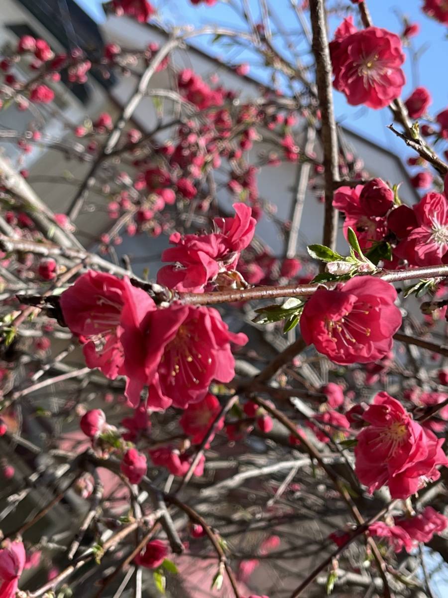 しだれ梅 挿し穂 15本 ■送料無料 し垂れ梅 / 梅 枝垂れ梅 庭木 植木 ゆうパケット 発送 しだれうめ 春の花拍卖