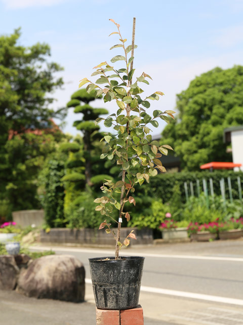 トキワマンサク青葉赤花 0.6m 15cmポット 10本 苗拍卖