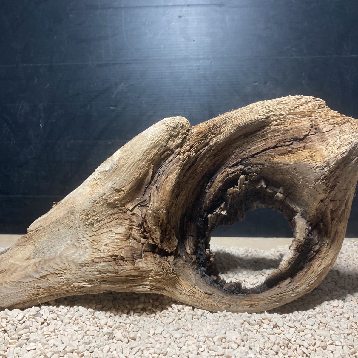 ☆sea tree☆送料無料♪煮沸消毒済み流木 1616流木/水槽/アクアリウム/テラリウム/インテリア/ADA/サンゴ/置物/拍卖