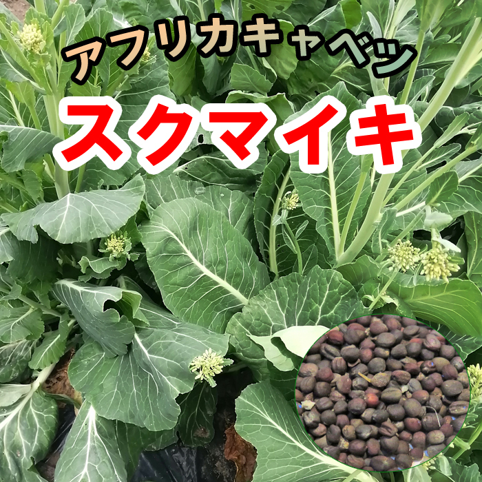 強健で育てやすい 健康野菜 スクマイキ(アフリカキャベツ)種子約1000粒拍卖