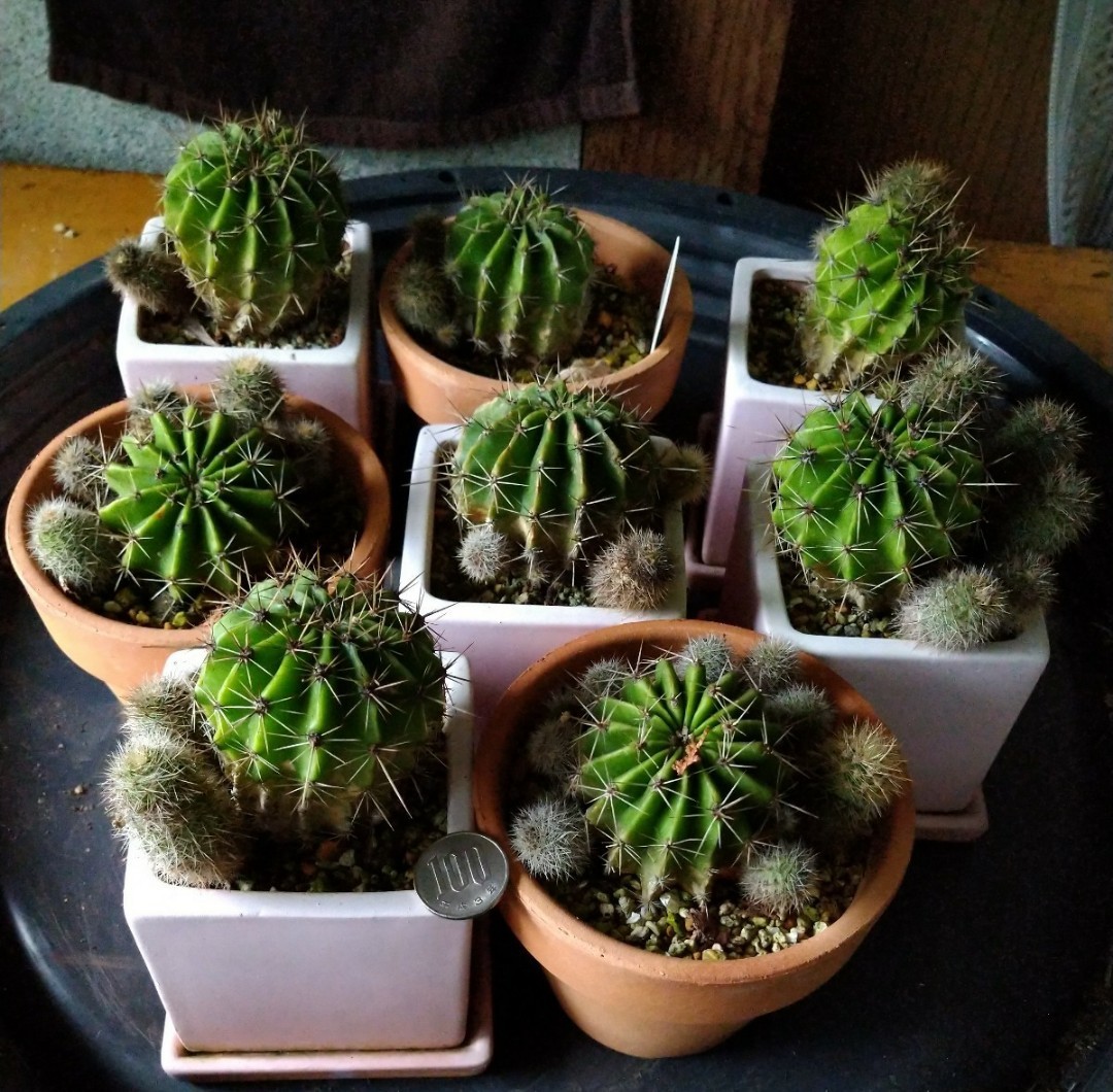 【商品選択出品】エキノプシス 花サボテン拍卖